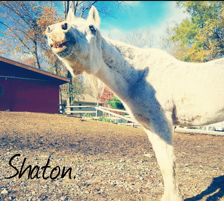 instasize_1102213823