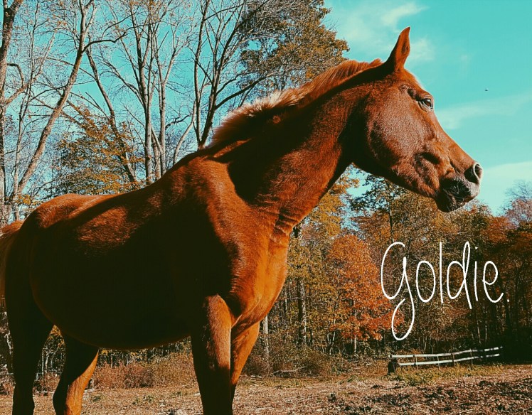 instasize_1102214004