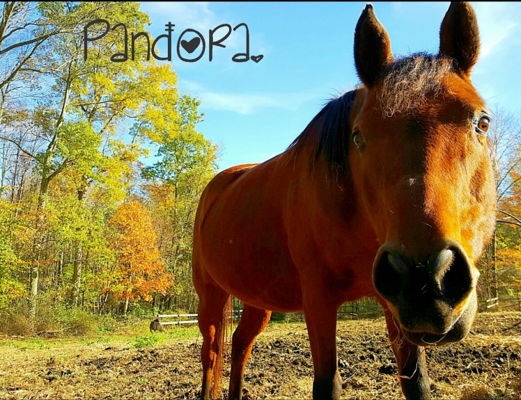 instasize_1102214209