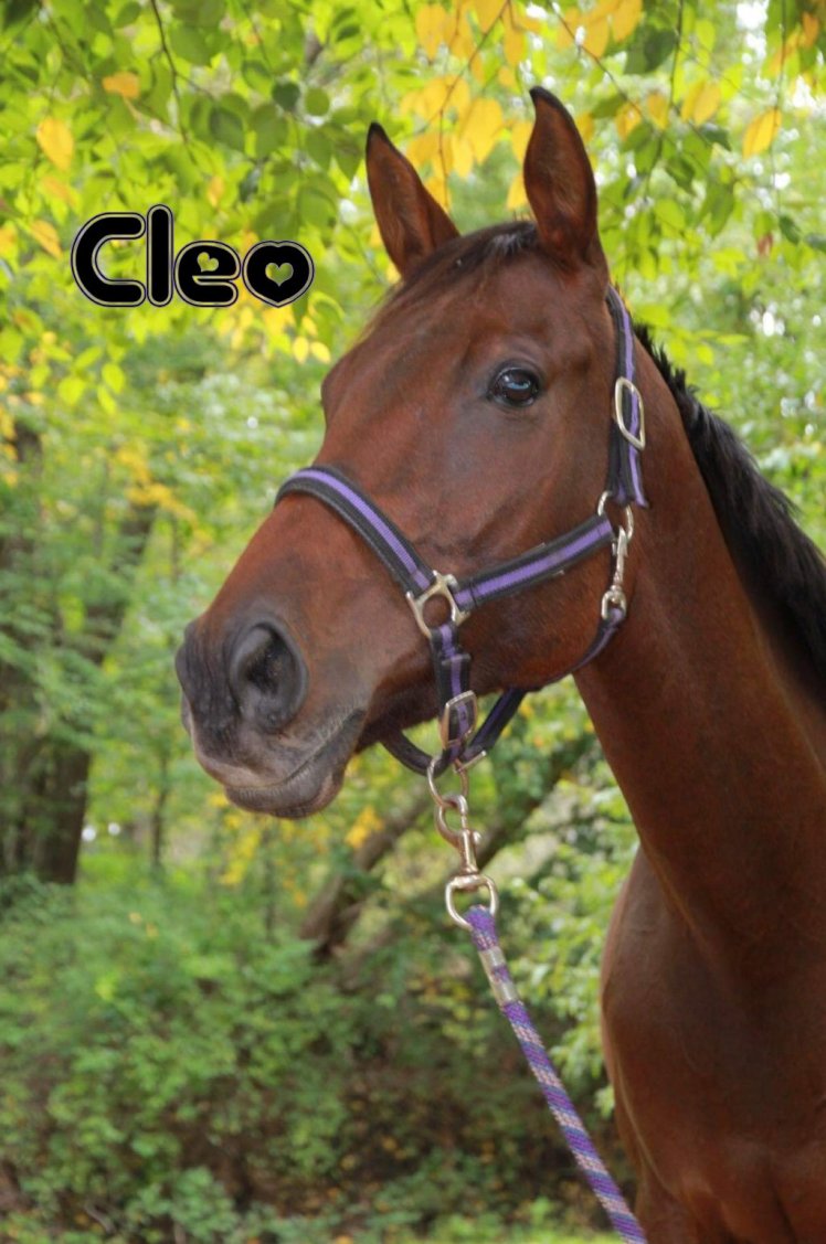cleo1